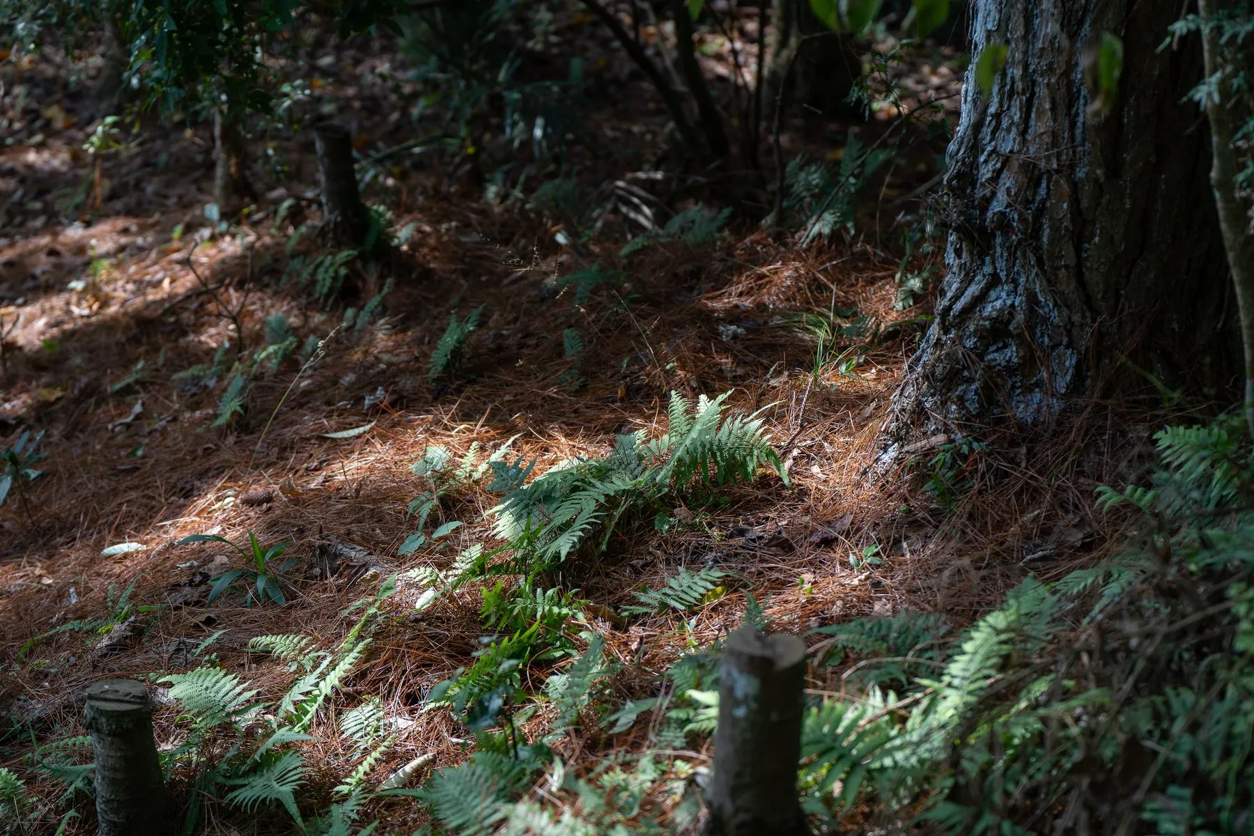 松針鋪地、樹幹與蕨類的林下景